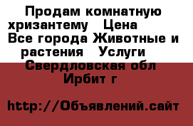 Продам комнатную хризантему › Цена ­ 250 - Все города Животные и растения » Услуги   . Свердловская обл.,Ирбит г.